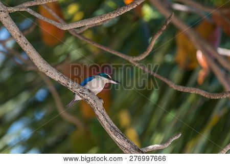Bird (white-collared Kingfisher) In A Nature Wild