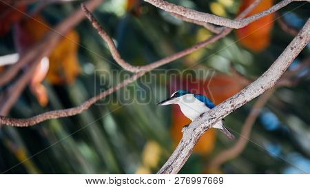 Bird (white-collared Kingfisher) In A Nature Wild