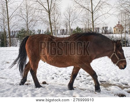 Horse Feeding In Fresh Snow. Sunnny Winter Day In Farmland.