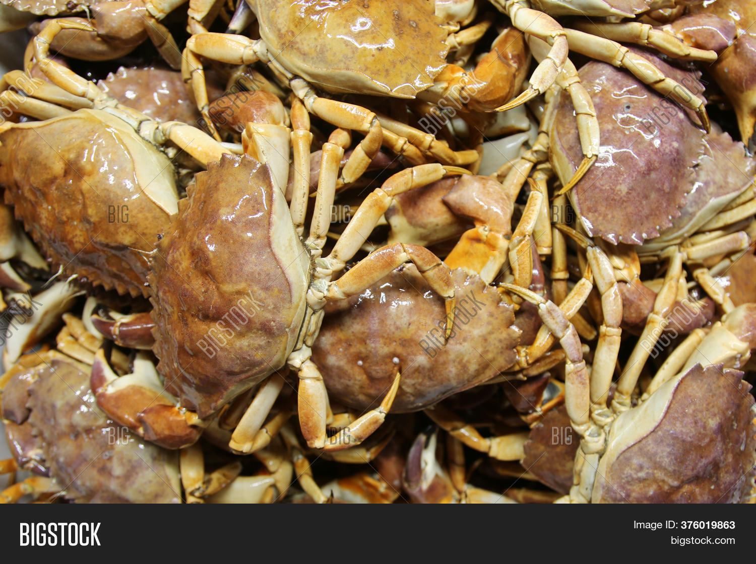 Rock Crab AKA Stone Image & Photo (Free Trial) Bigstock