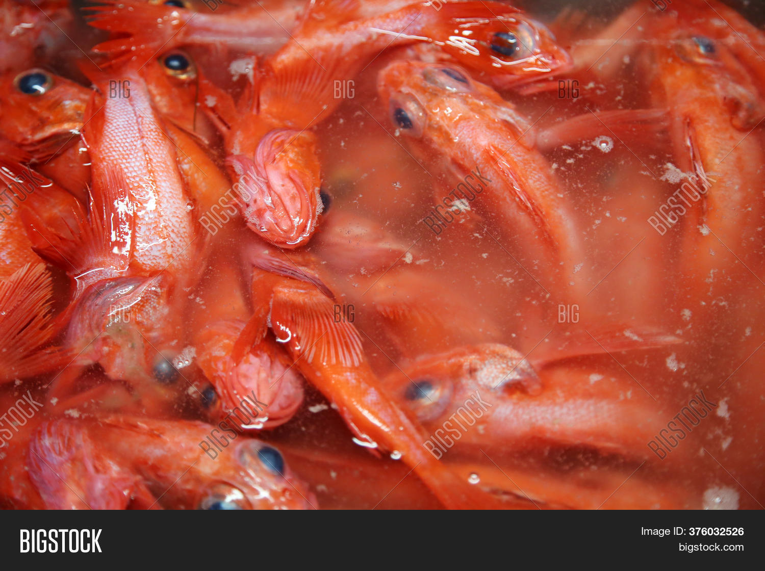 Fresh Fish. Channel Image & Photo (Free Trial) Bigstock