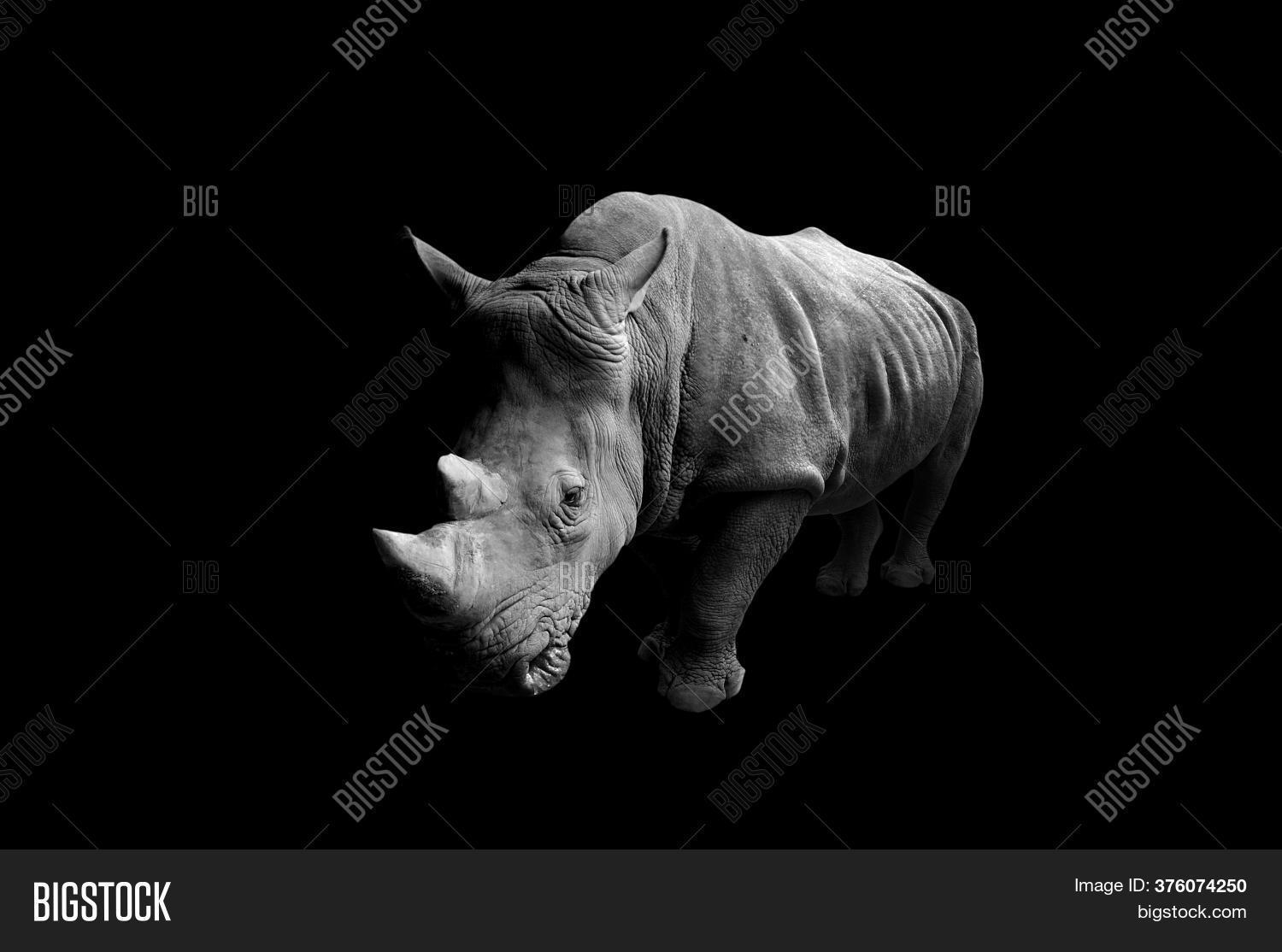 Rhino Black Background Image & Photo (Free Trial) Bigstock