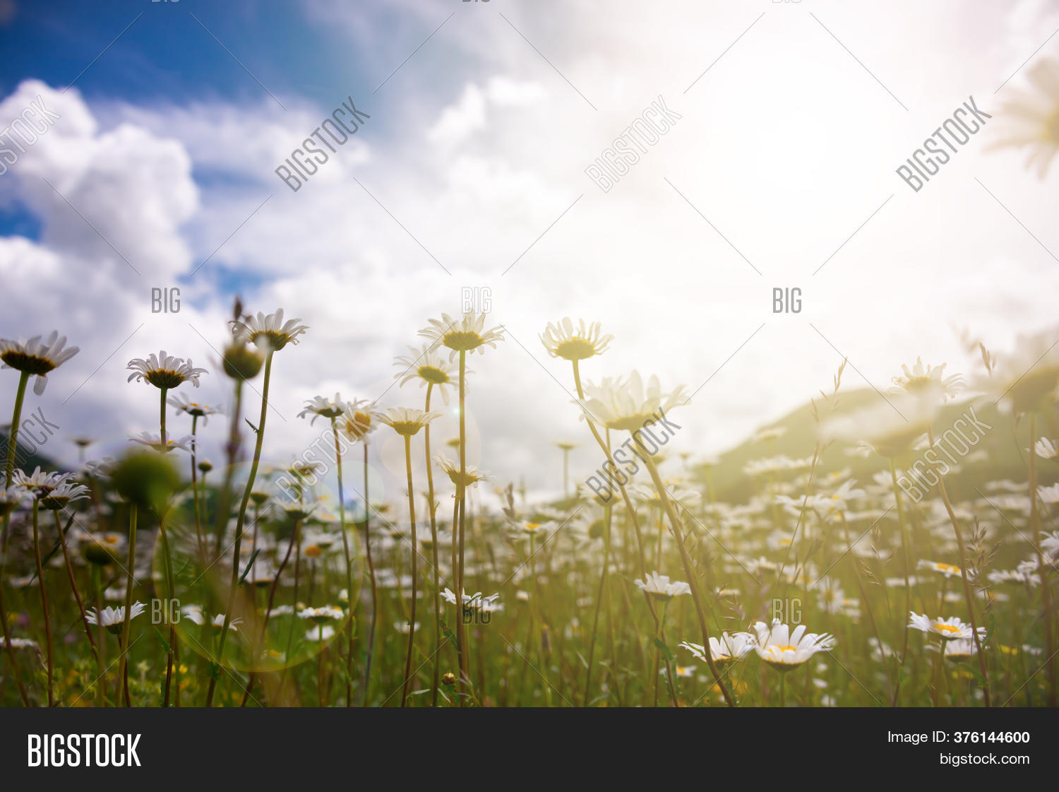 Field Daisies Sunlight Image & Photo (Free Trial) Bigstock
