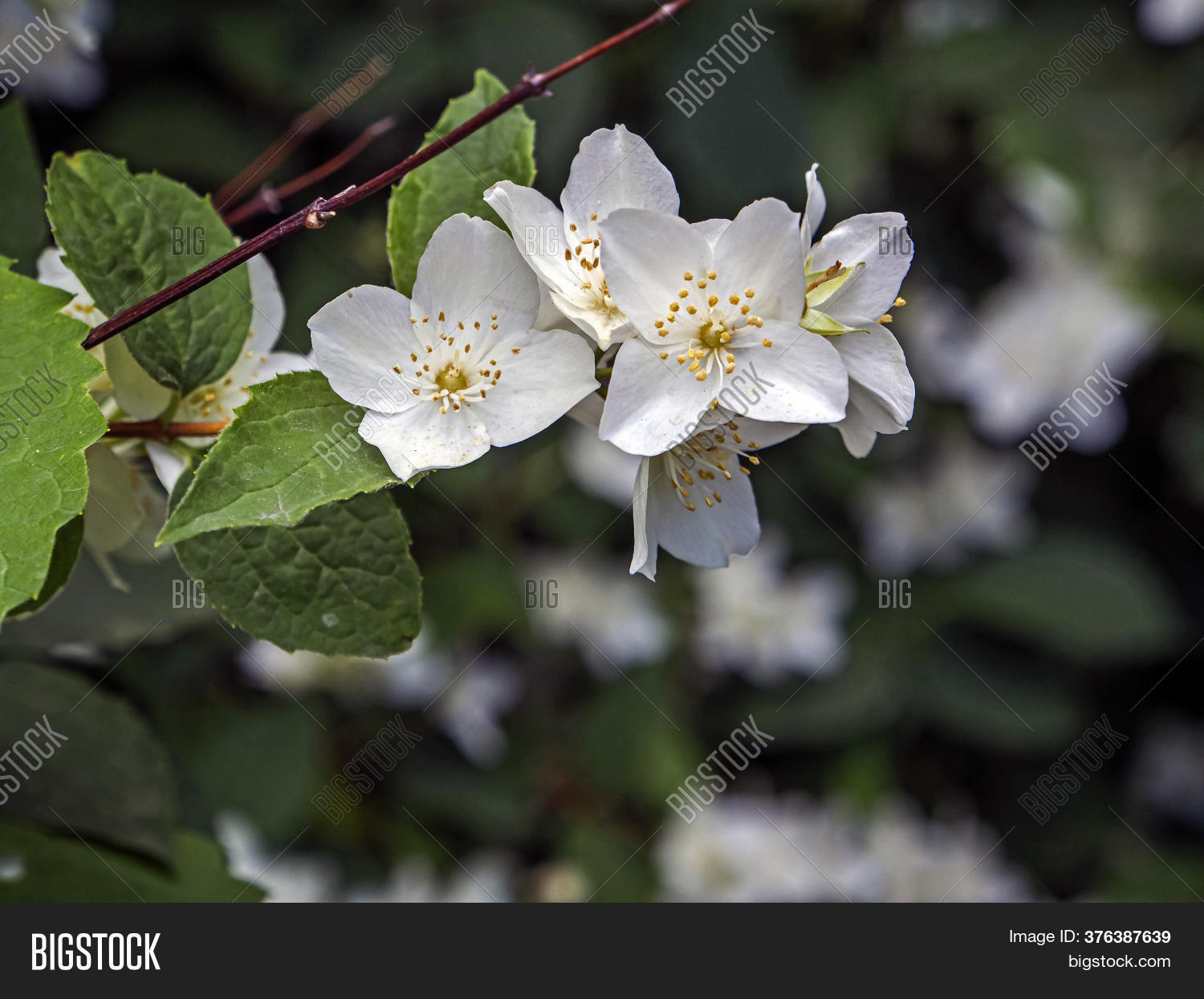 Branch Fragrant Image & Photo (Free Trial) Bigstock