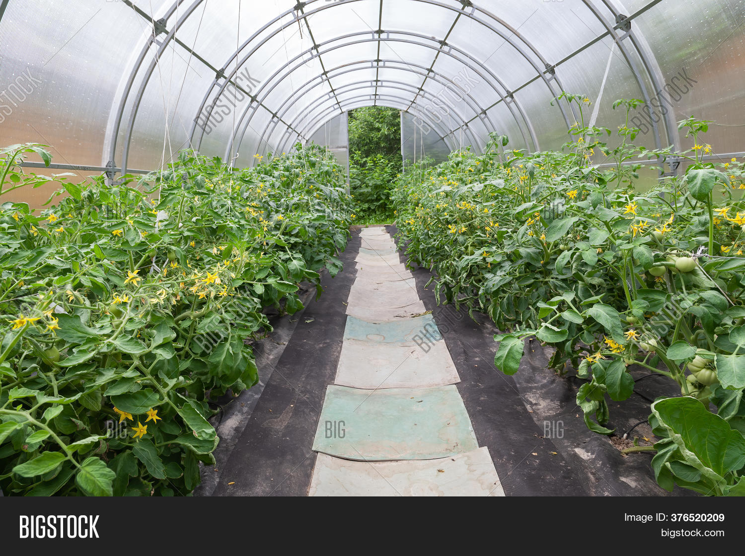Tomato Plant Flower. Image & Photo (Free Trial) Bigstock