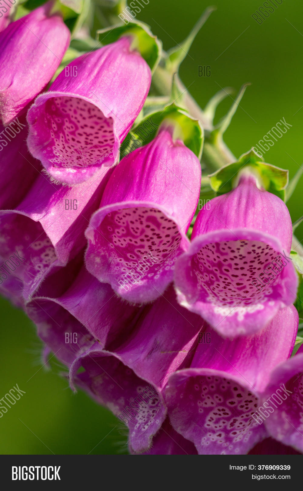Fox Glove Flowers Image & Photo (Free Trial) Bigstock