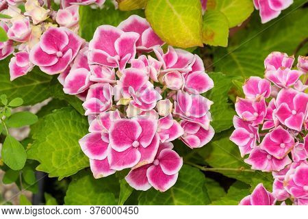 Pink Harlequin Hydrangea Flowers Growing In Friuli-venezia Giulia, North East Italy