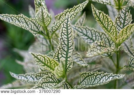 Decorative Garden Plants, Light Leaf With Green Veins, Natural Blurred Background.