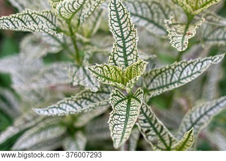 Decorative Garden Plants, Light Leaf With Green Veins, Natural Blurred Background.