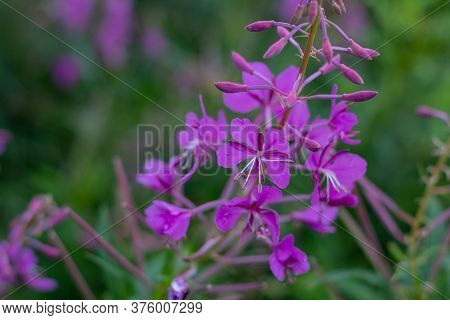 Natural Blurred Background Of Garden Flowers Lilac Shades.