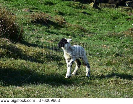 Very Cute Black And White Swaledale Lamb Wandering In A Field.