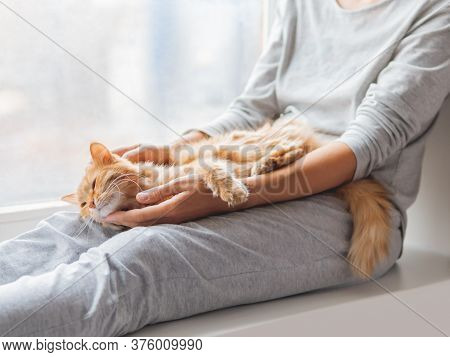 Cute Ginger Cat Lying On Womans Knees. Woman In Grey Pajama Strokes Fluffy Pet. Cozy Morning At Home