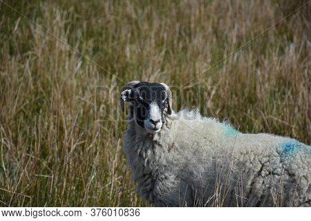 Stunning Swaledale Sheep In Very Tall Grass In The Yorkshire Dales.