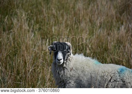 Beautiful Look Into The Face Of A Swaledale Sheep On The Dales.