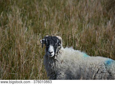 Cute Swaledale Sheep In The Yorkshire Dales In England.