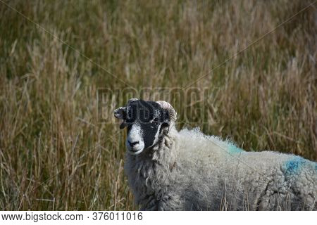 Beautiful Black And White Faced Swaledale Ewe In Tall Field Grass.