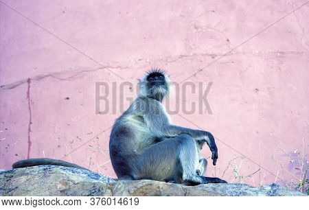 Semnopithecus Also Known As A Gray Langur Primate Posing In Jaipur City Located In Rajasthan State