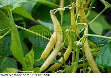 New Harvest Of Organic Yellow Long Wax Beans