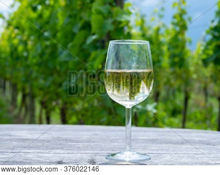 Tasting Of Dutch Dry White Wine On Vineyard In Summer
