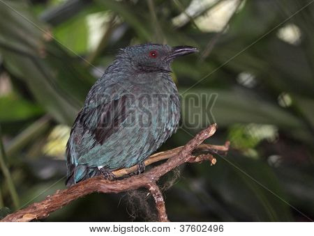 Keiju Bluebird