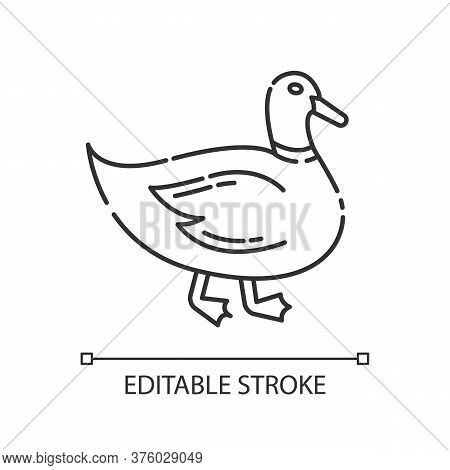 Duck Pixel Perfect Linear Icon. Domestic Bird. Poultry Farm, Husbandry Thin Line Customizable Illust
