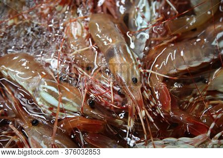 Life Shrimp. Live Prawns. Fresh Caught Live Jumbo Shrimps. Live Prawns for sale at an open market. 