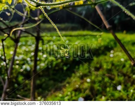 This Is A Tendril, A Tendril Is A Specialized Stem, Leaves Or Petiole With A Threadlike Shape That I