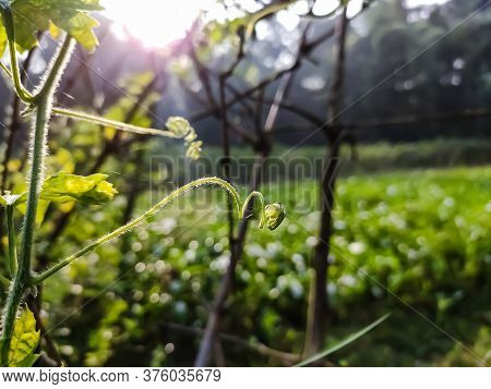 This Is A Tendril, A Tendril Is A Specialized Stem, Leaves Or Petiole With A Threadlike Shape That I