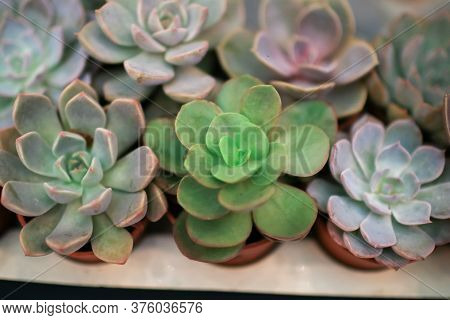 Blooming Succulent Echeveria Elegans Is A Species Of Flowering Plant In The Crassulaceae Family, Nat