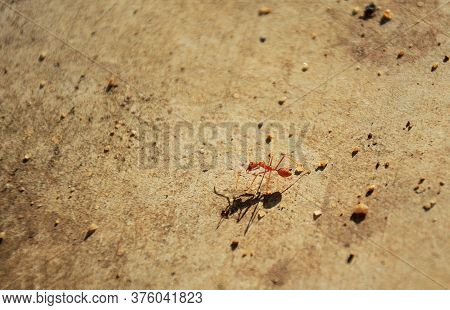 Ant And The Shadows On The Ground, Natural.