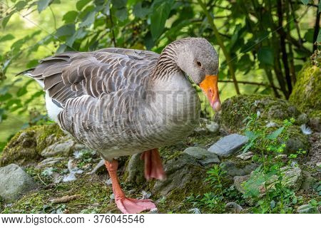 The Wild Greylag Goose Walks Along The Green Shore Of The Pond. The Greylag Goose Anser Anser Is A S