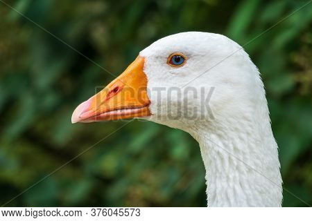 Domestic Goose, Anser Cygnoides Domesticus, In Profile. Domesticated Grey Goose, Greylag Goose Or Wh