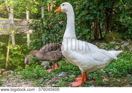 Domestic Goose, Anser Cygnoides Domesticus, Walks Along The Green Shore Of The Pond. Domesticated Gr