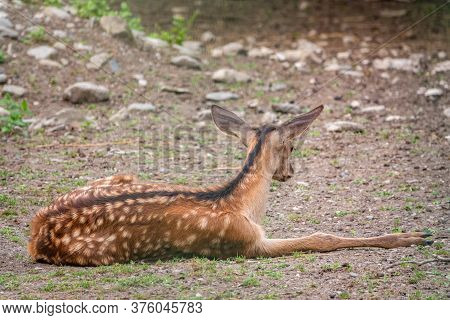 A Young Sika Deer Lying On The Ground And Grass. The Sika Deer, Cervus Nippon, Also Known As The Spo