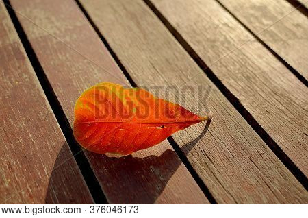 Leaves On Wooden, Natural Background, The Shadow Of The Evening,