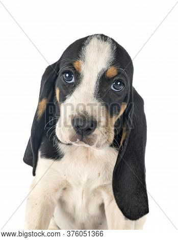 Puppy Bernese Schweizer Laufhund In Front Of White Background