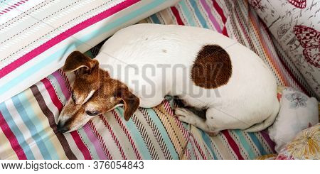 Dog Jack Russell Terrier With Fur Of Brown And White Colours Curled Up On Striped Blanket And Sleeps
