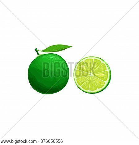 Sudachi Fruit, Exotic Japanese Citrus Fruits And Tropical Food Vector Isolated Icon. Sudachi Fruit H
