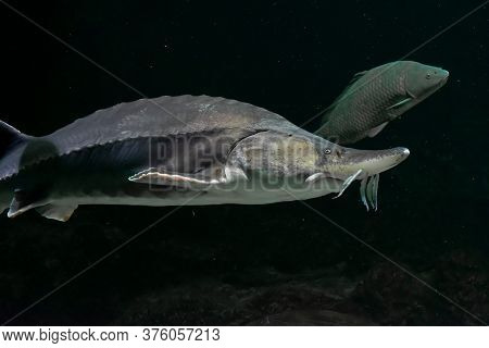 Large Beluga Fish Also Known As Great Sturgeon Or Huso Huso Is Swiming Underwater. Close Up View Of 