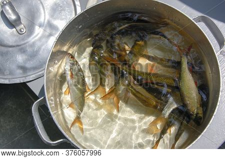 Rudd Freshly Caught In A Pan Of Water
