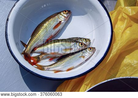 Raw Fresh Whole Fish In A White Bowl