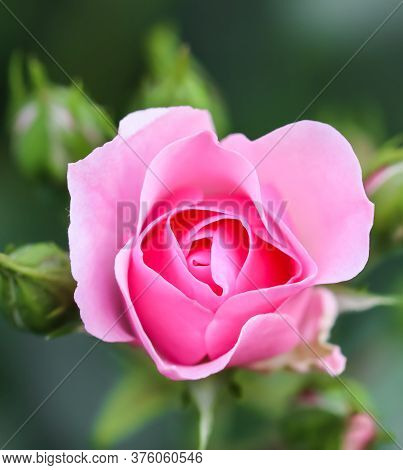 Soft Pink Rose Bonica With Buds In The Garden. Perfect For Background Of Greeting Cards For Birthday