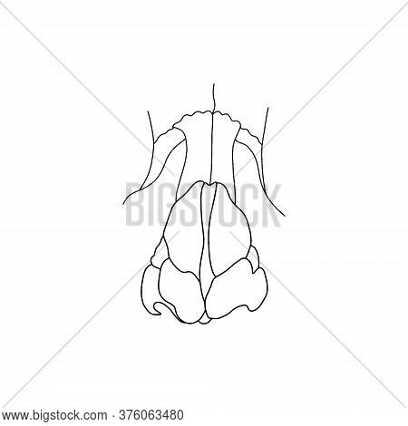 Vector, Anatomical Nasal Bones. Realistic, Outline Illustration Isolated On White Background. Vector