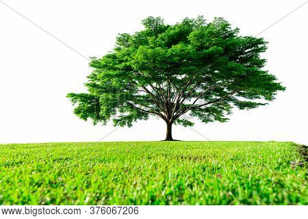 Big Green Tree With Beautiful Branches And Green Grass Field Isolated On White Background. Lawn In G