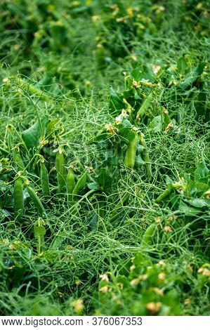 Green Fresh Pea Pods. Healthy Food. Growing Peas In The Garden.