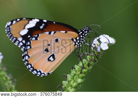 Nice Butterfly In The Red Flower.the Indian Butterfly On The Nature.