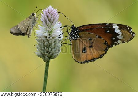 Nice Butterfly In The Red Flower.the Indian Butterfly On The Nature.