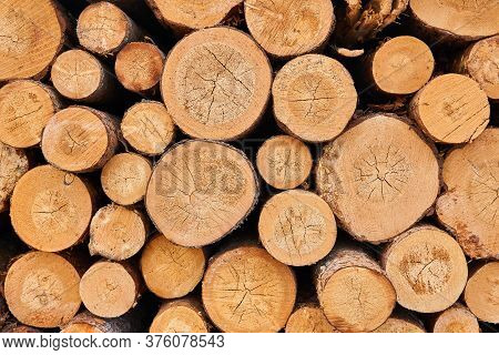 Background - Ends Of Stacked Birch Logs