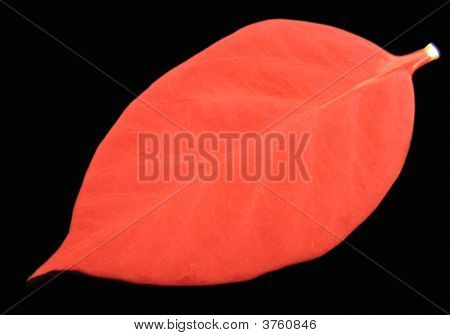 Foglia rossa, sfondo nero