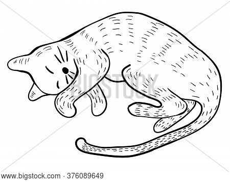 Cat Cute Character Sleep. Coloring Vector Page